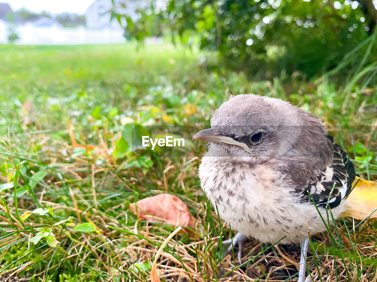 Young mockingbird in the grass