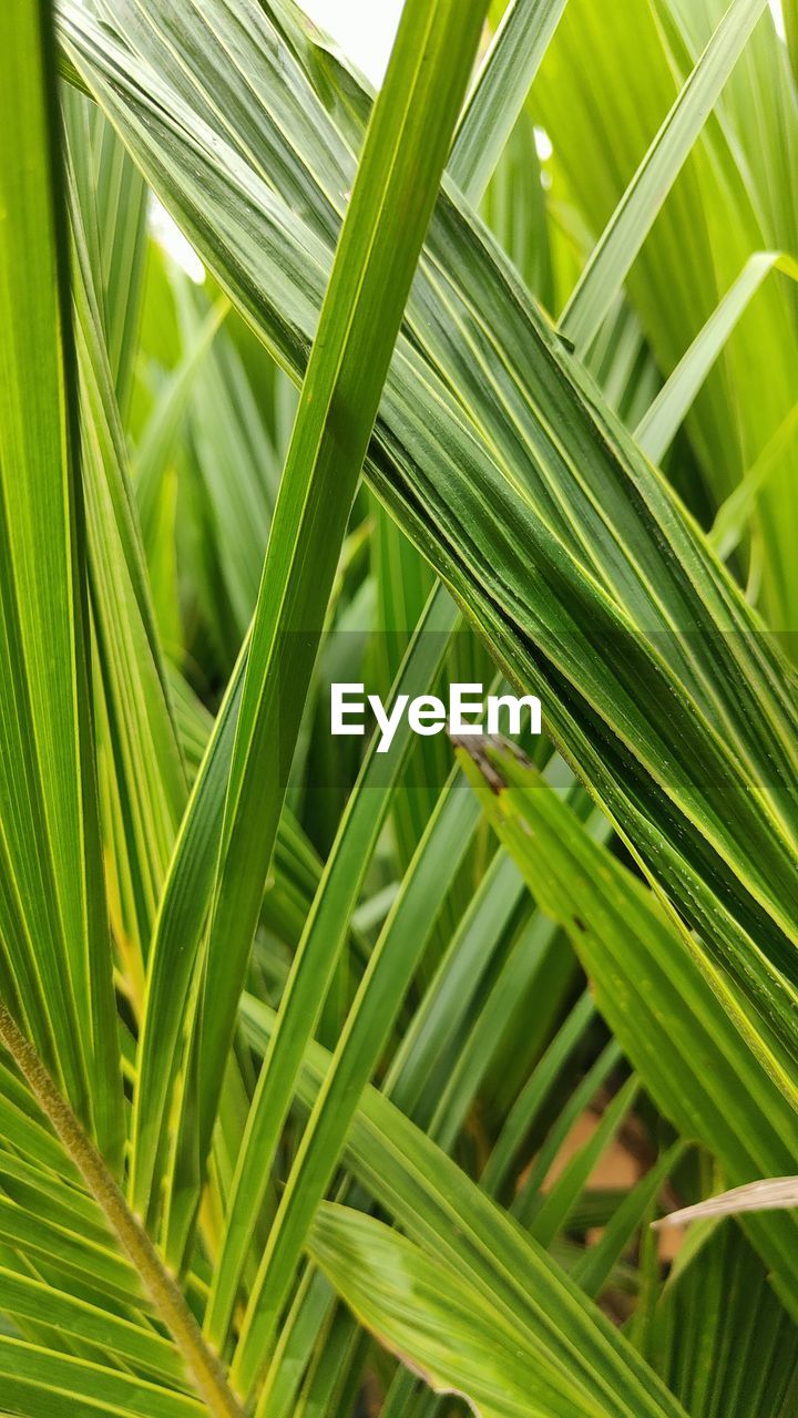 close-up of palm tree