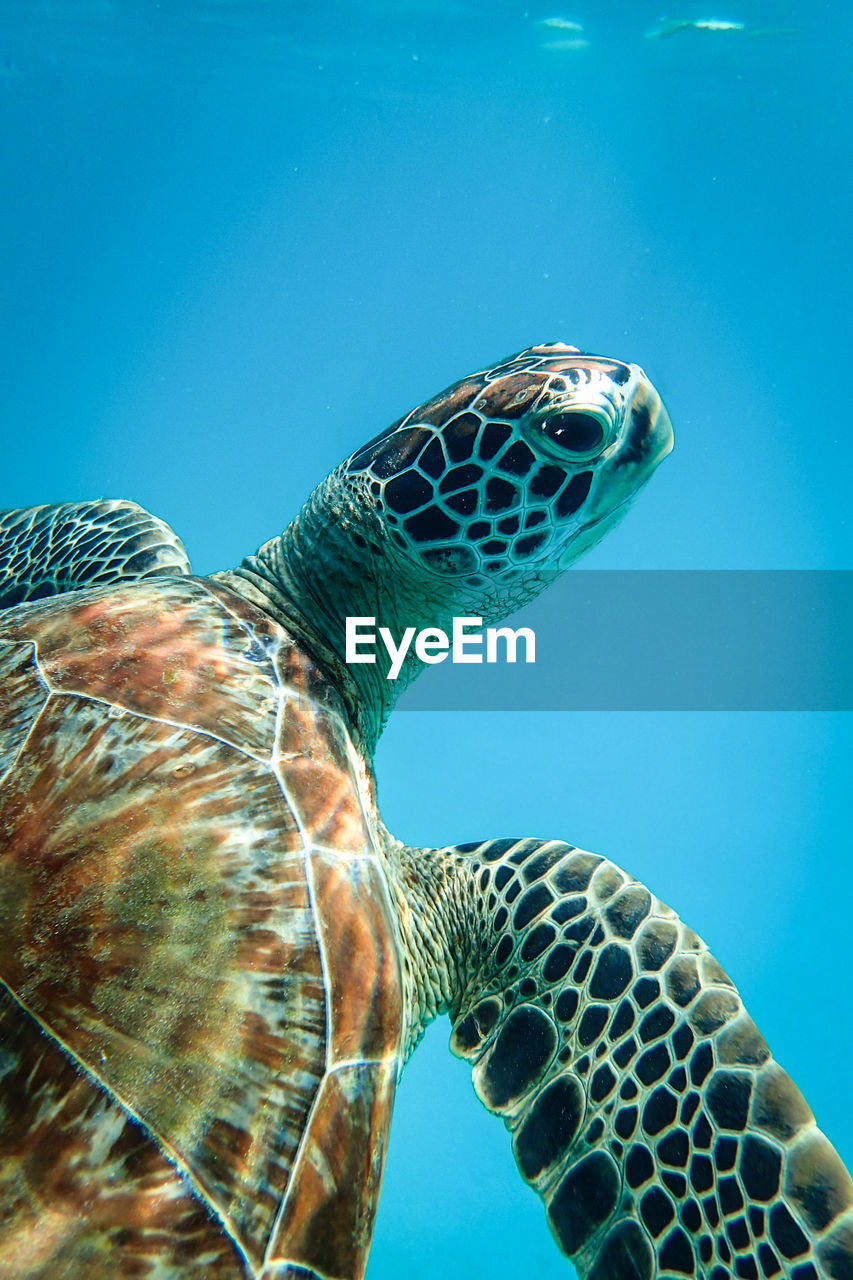 CLOSE-UP OF TORTOISE SWIMMING IN SEA