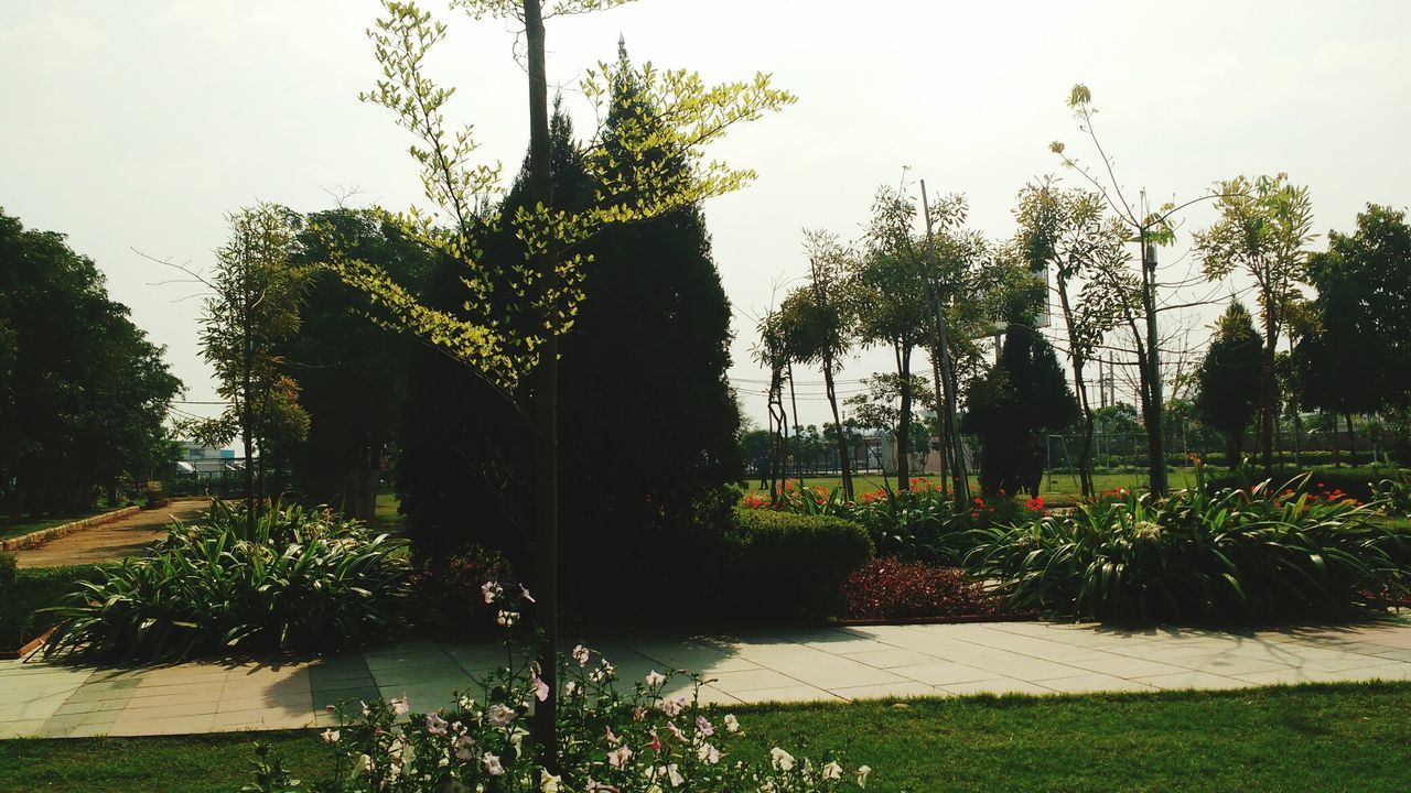 TREES AND PLANTS AGAINST SKY