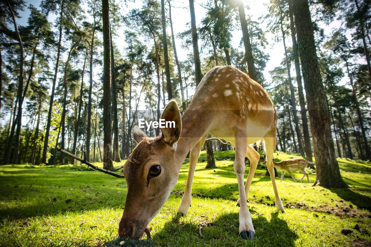 Fallow deer doe on a sunny day in the woods	