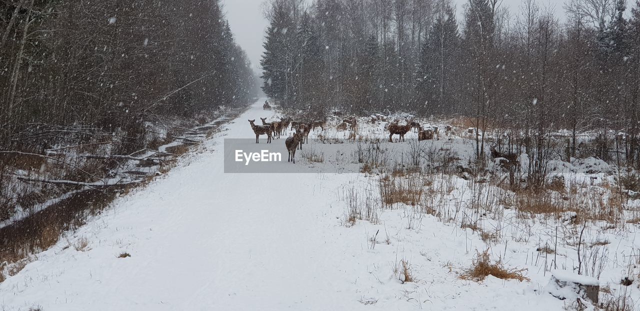 Scenic view of snow covered land