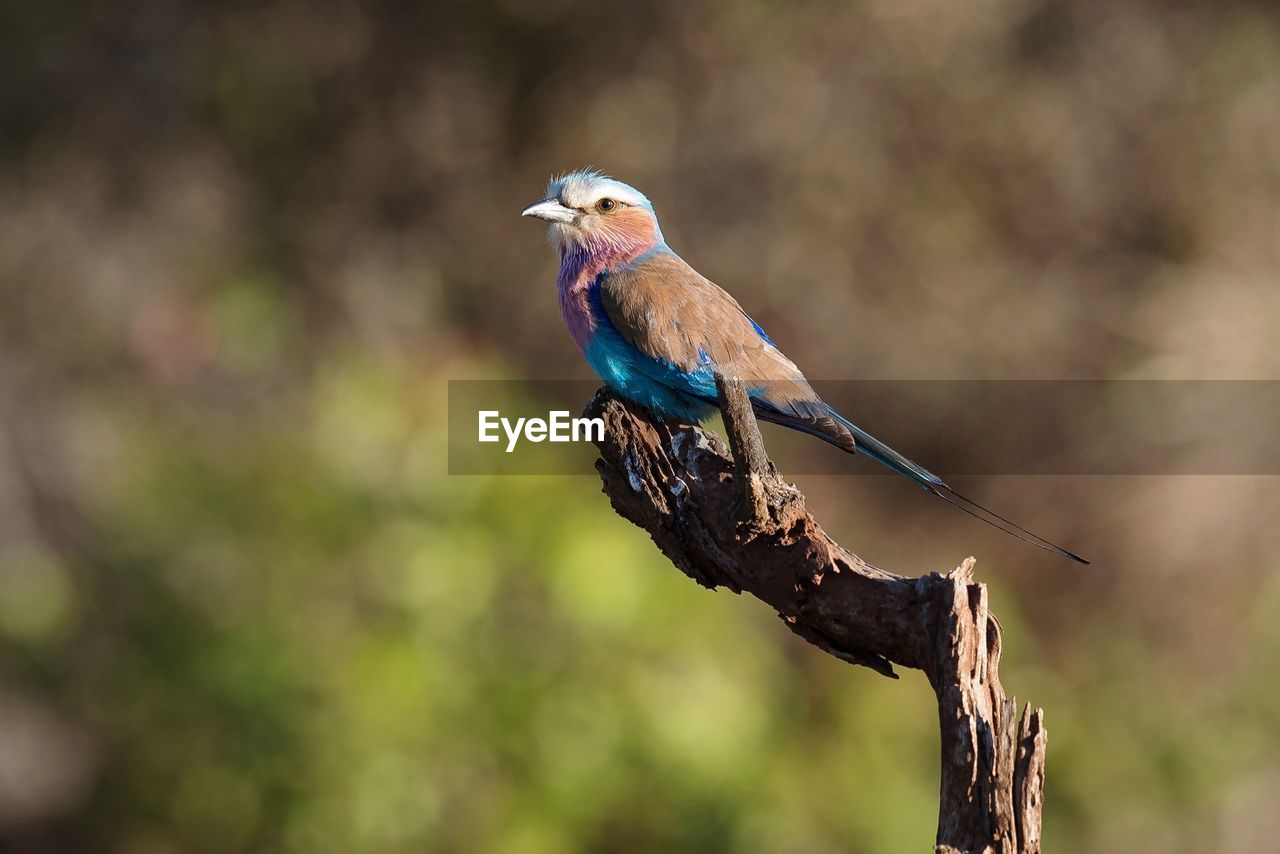 Close-up of bird perching on tree 