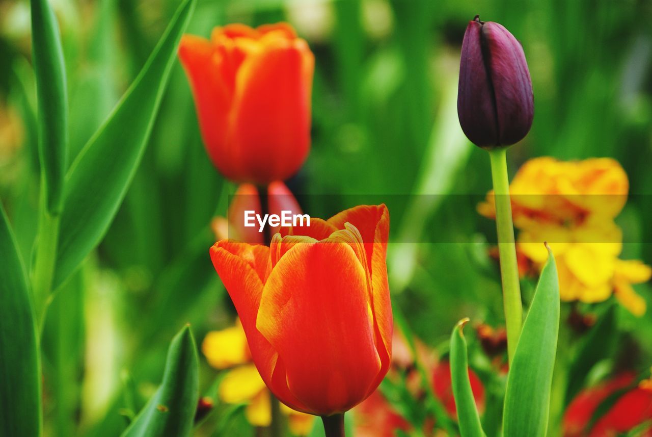 Close-up of red tulips blooming in park