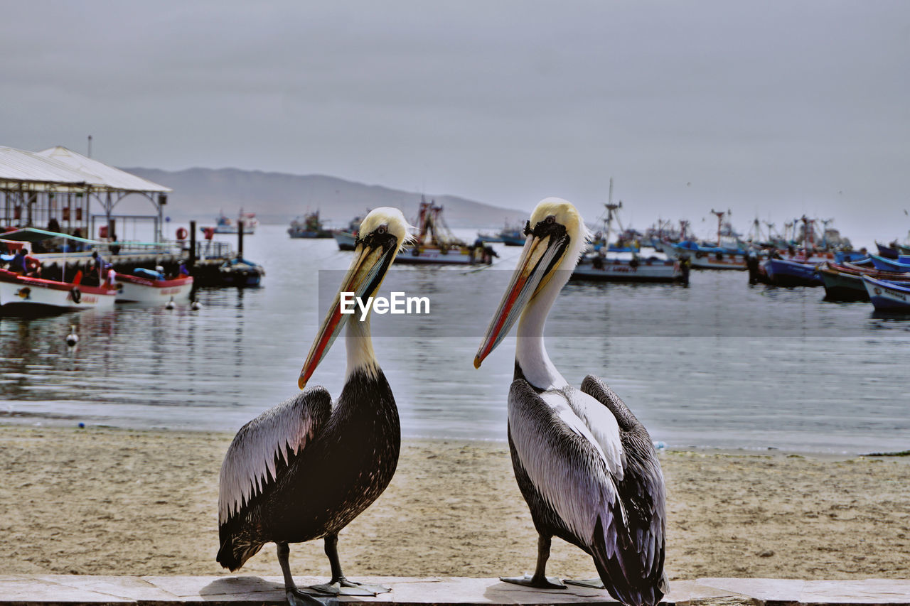 SEAGULLS PERCHING ON WOODEN POST AGAINST SKY