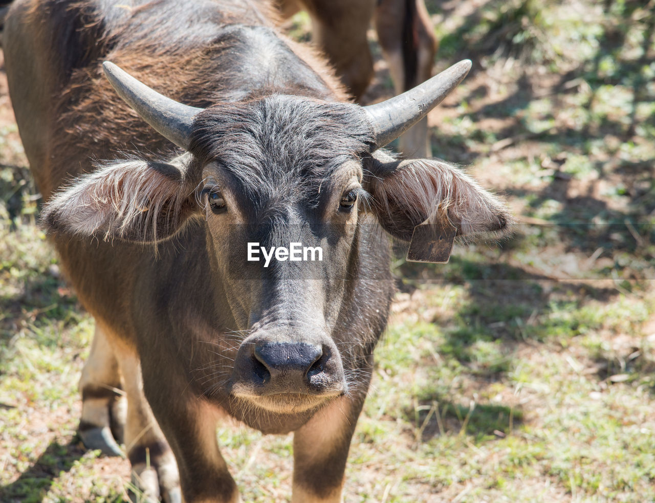 Portrait of a water buffalo on field