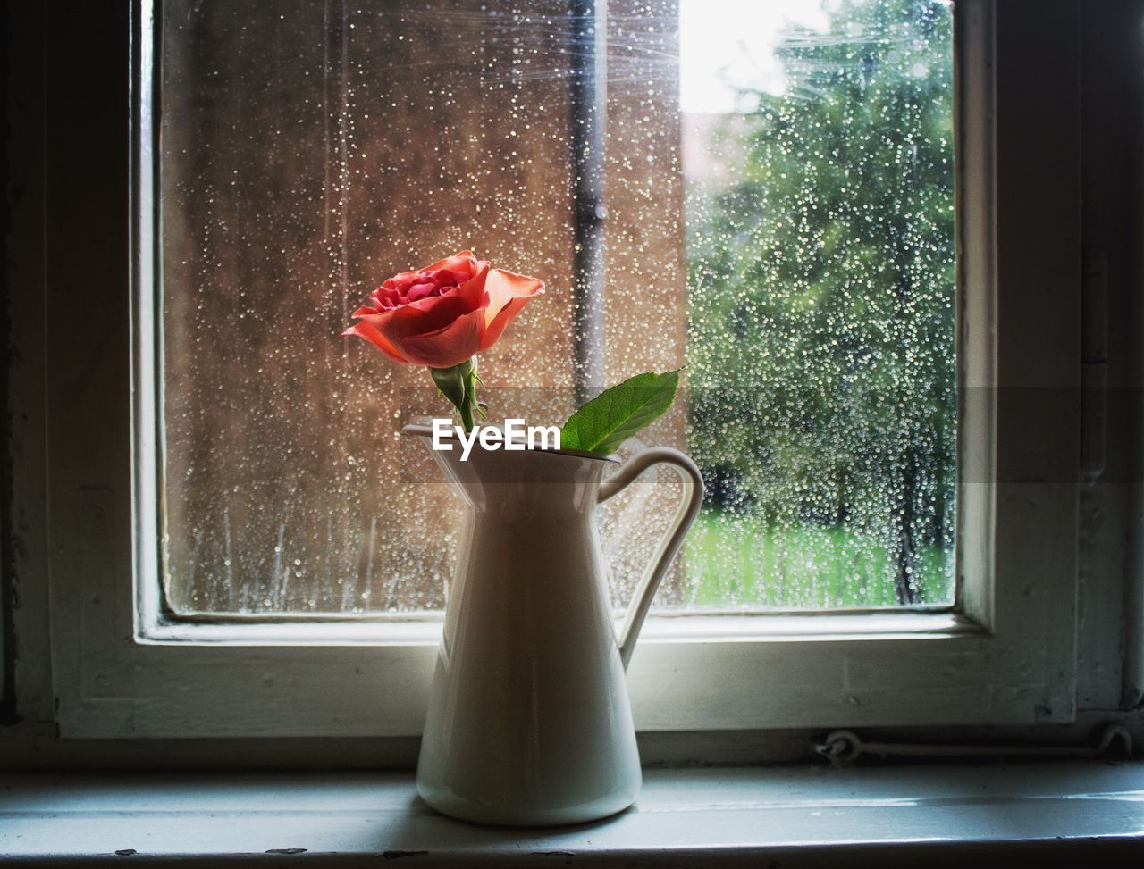 Rose in jug on window sill
