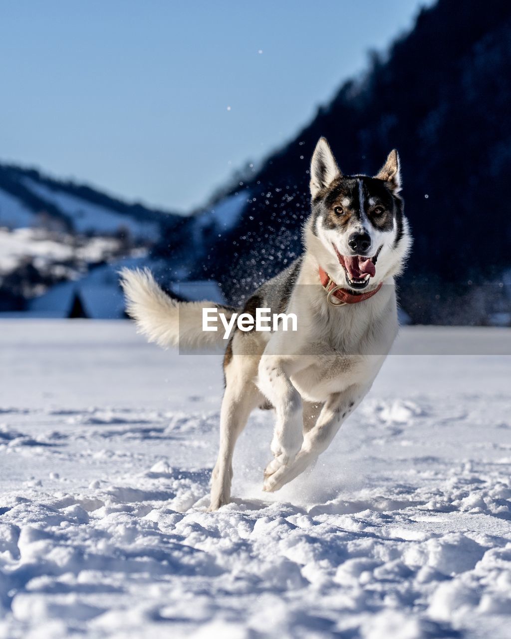 Husky in the snow