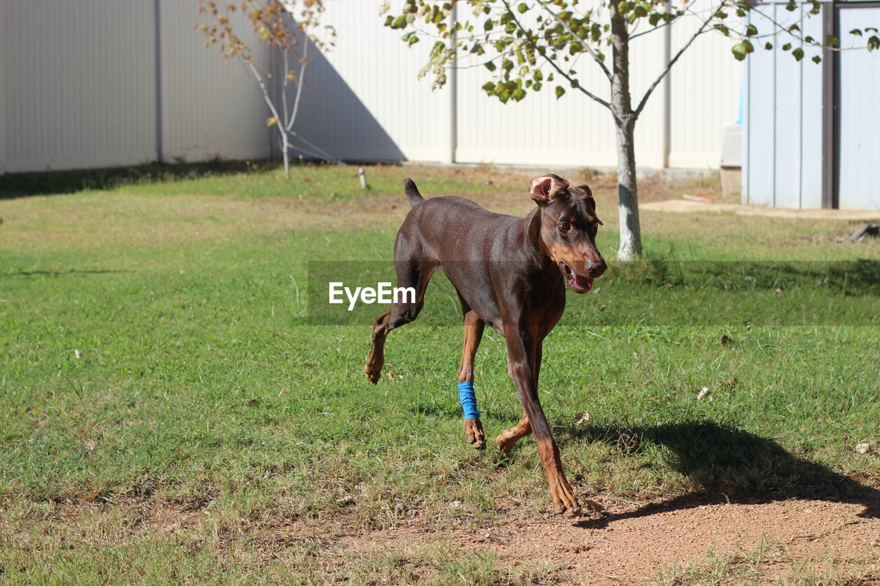 Dog running on field