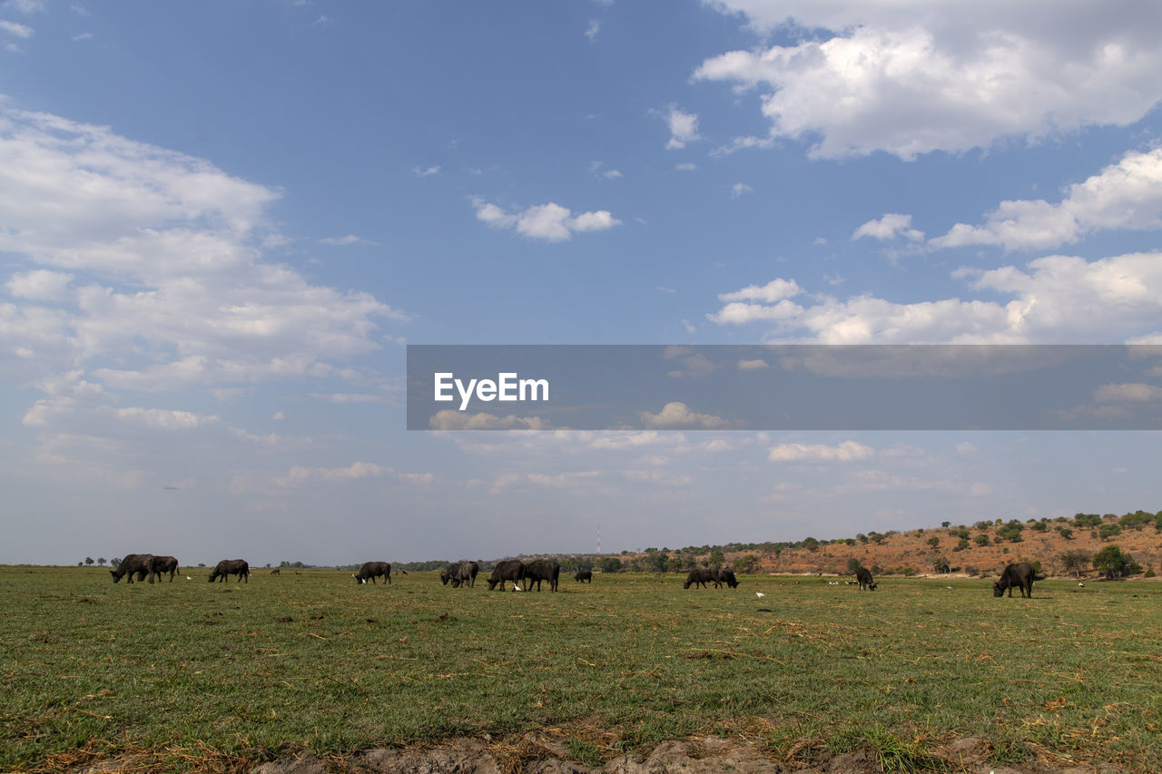 View of buffalos on field against sky