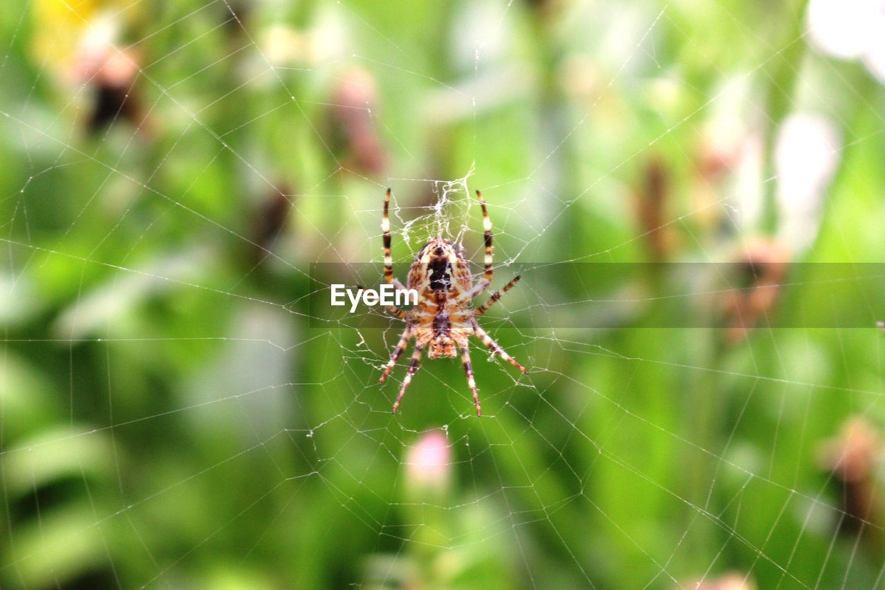 CLOSE-UP OF SPIDER AND WEB