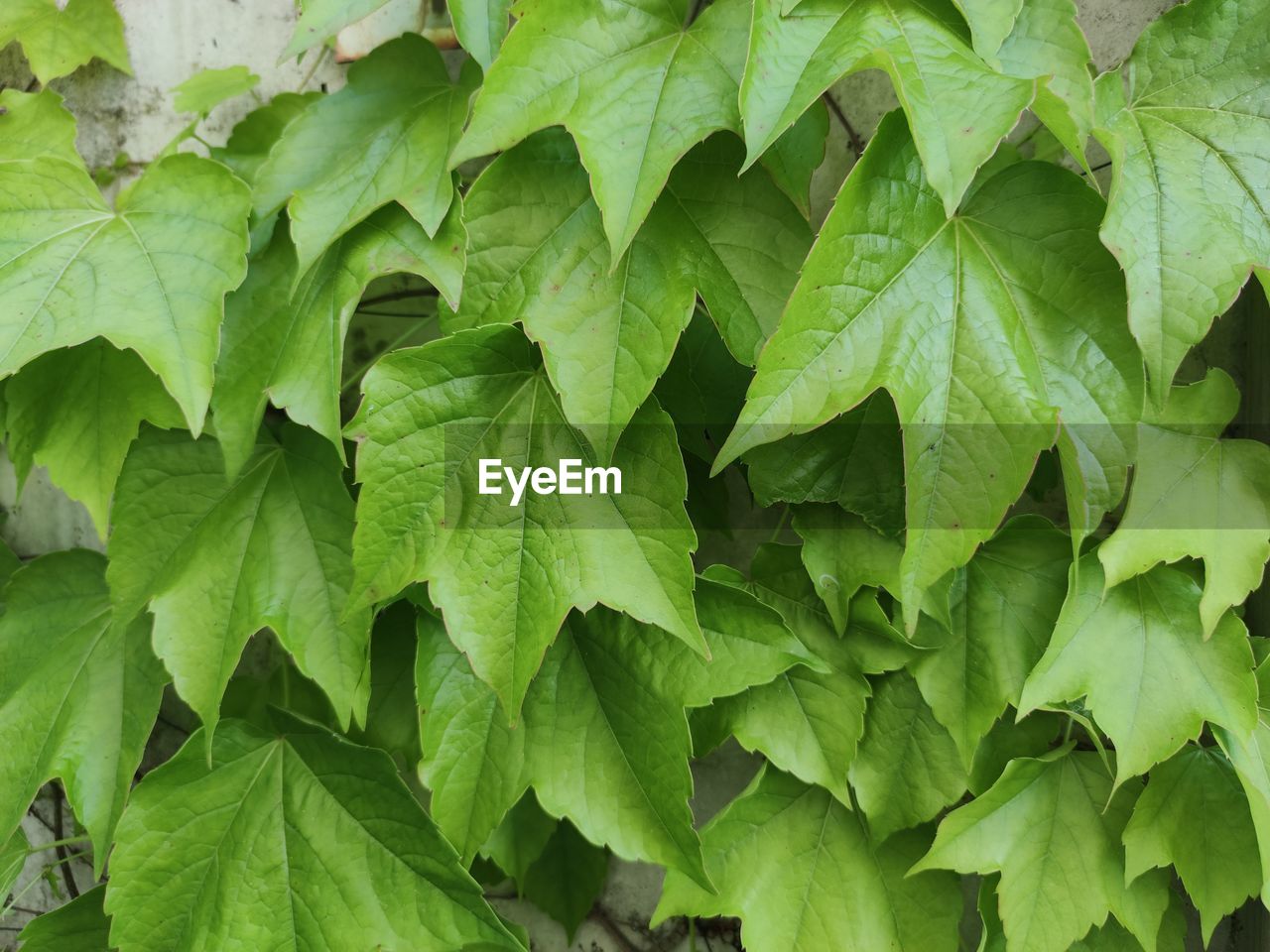 Full frame shot of green leaves