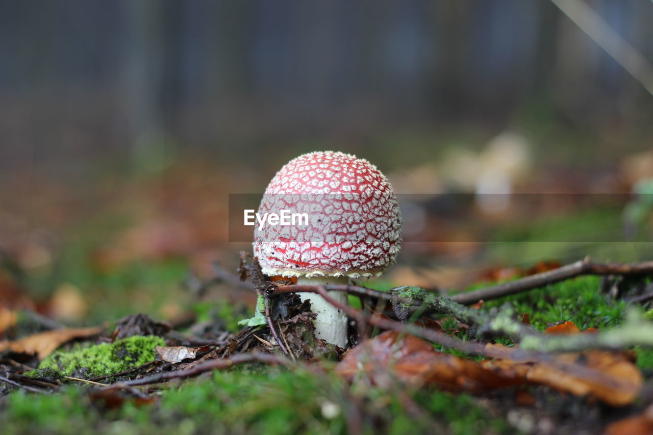 Close-up of mushrooms growing on field