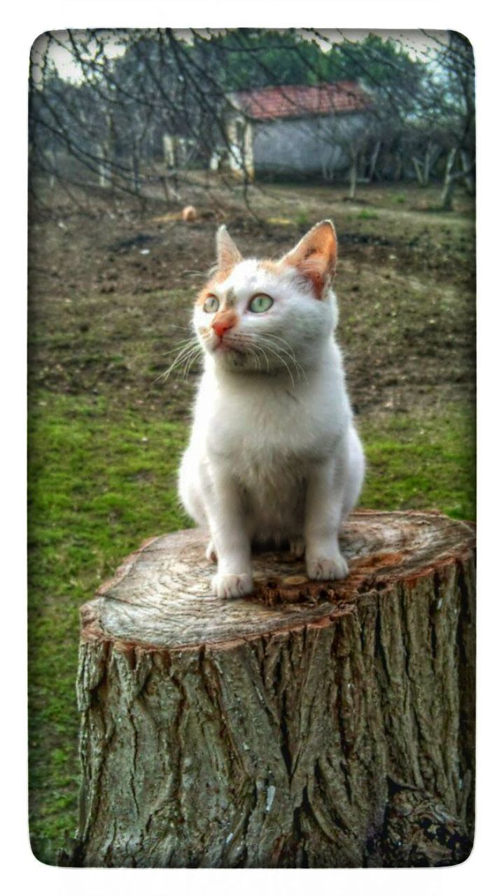 CAT RELAXING ON WOODEN WALL