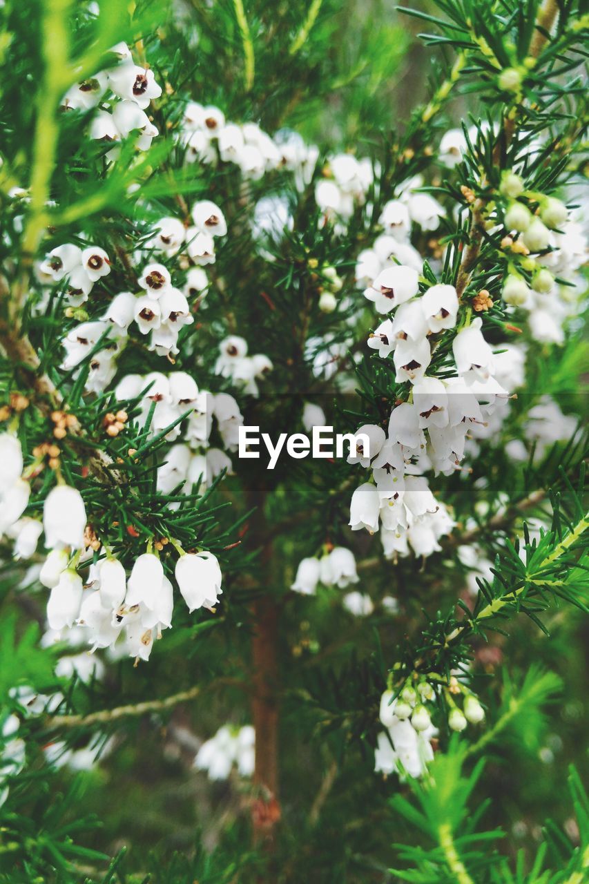 Close-up of white flowers on tree