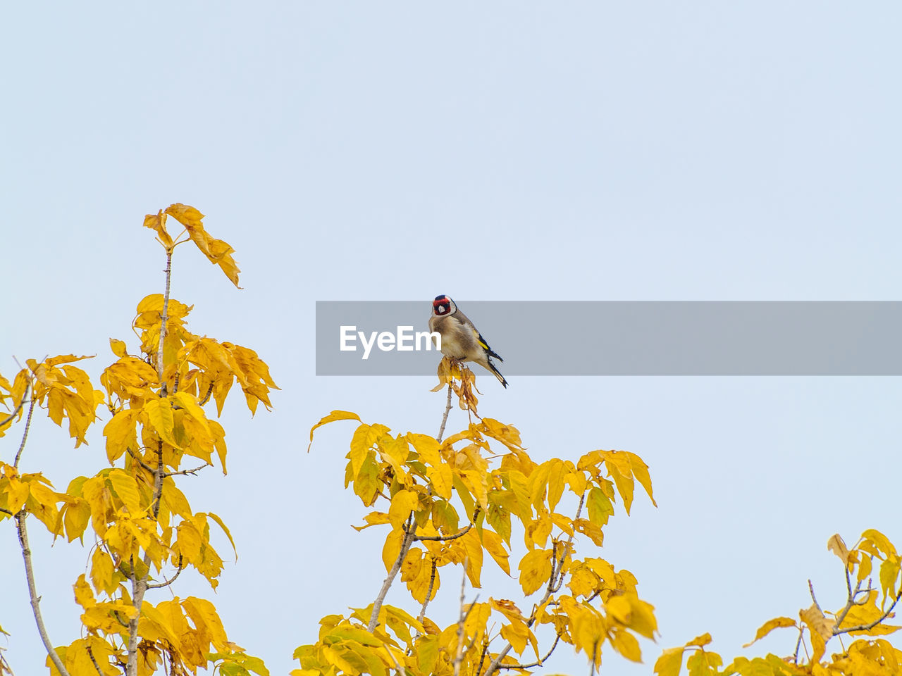 LOW ANGLE VIEW OF BIRD PERCHING AGAINST YELLOW SKY