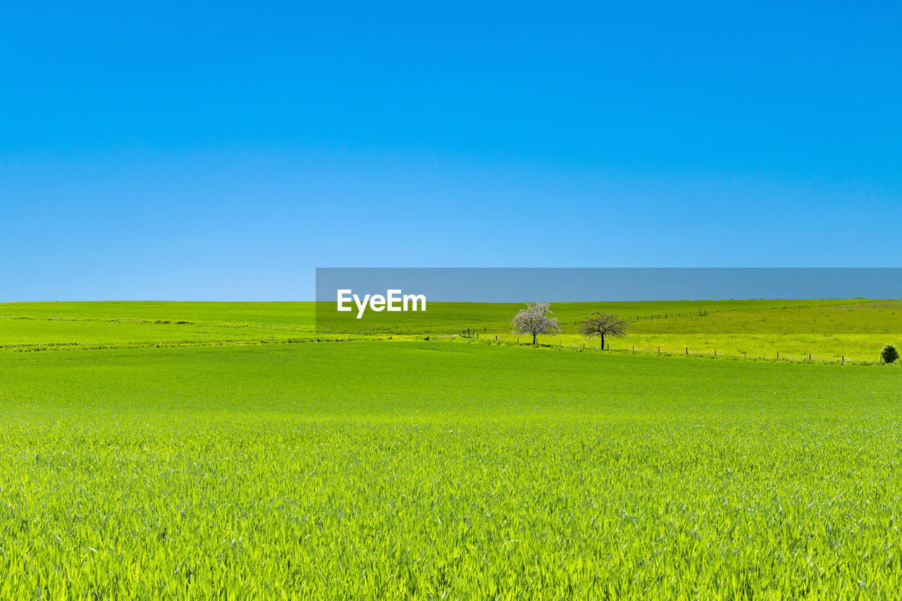 scenic view of field against clear blue sky