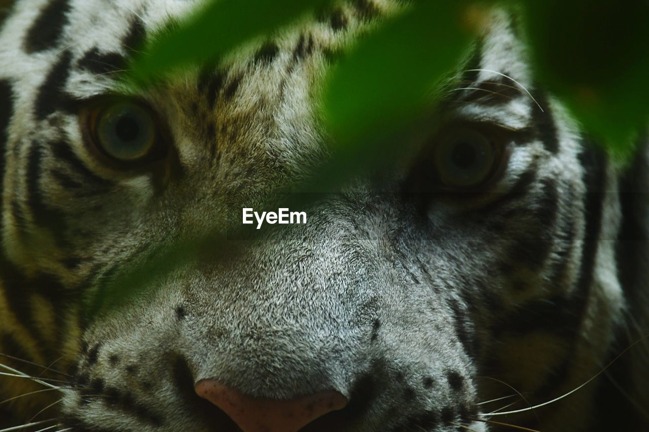 Close-up portrait of white tiger