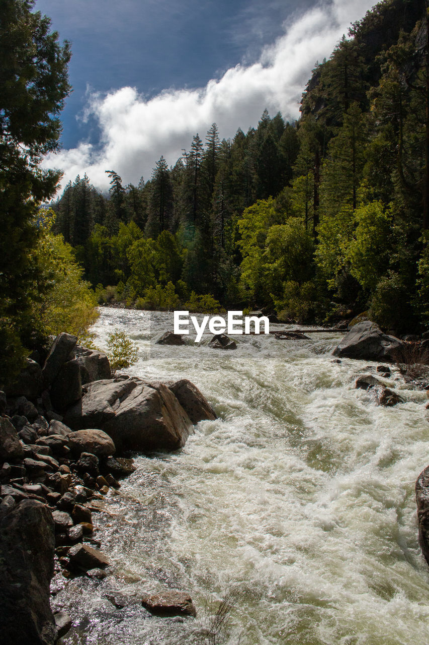 SCENIC VIEW OF STREAM FLOWING IN FOREST