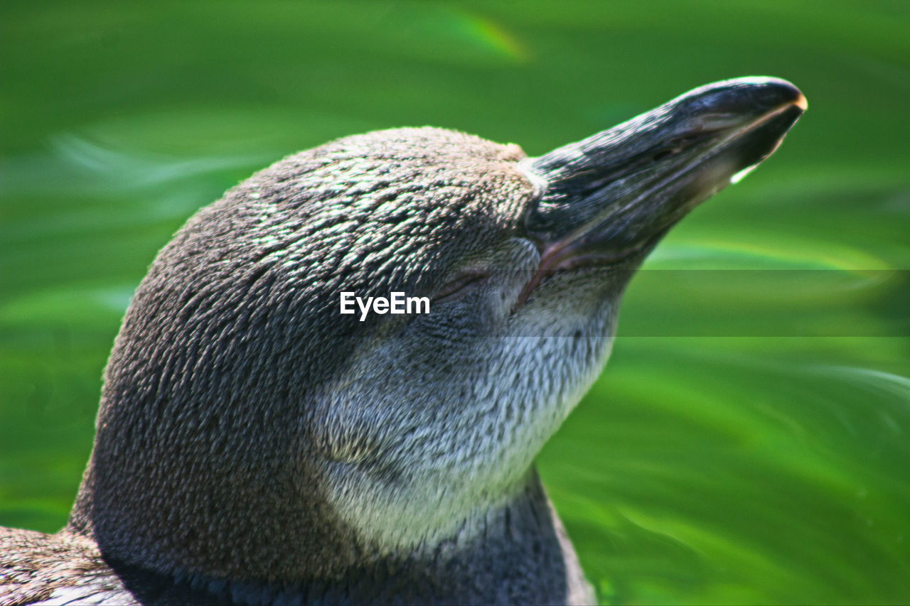 Close-up of penguin swimming in water