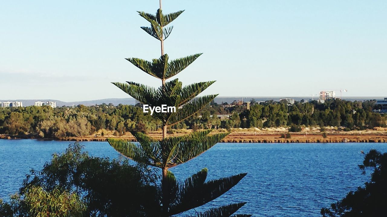 SCENIC VIEW OF PALM TREES