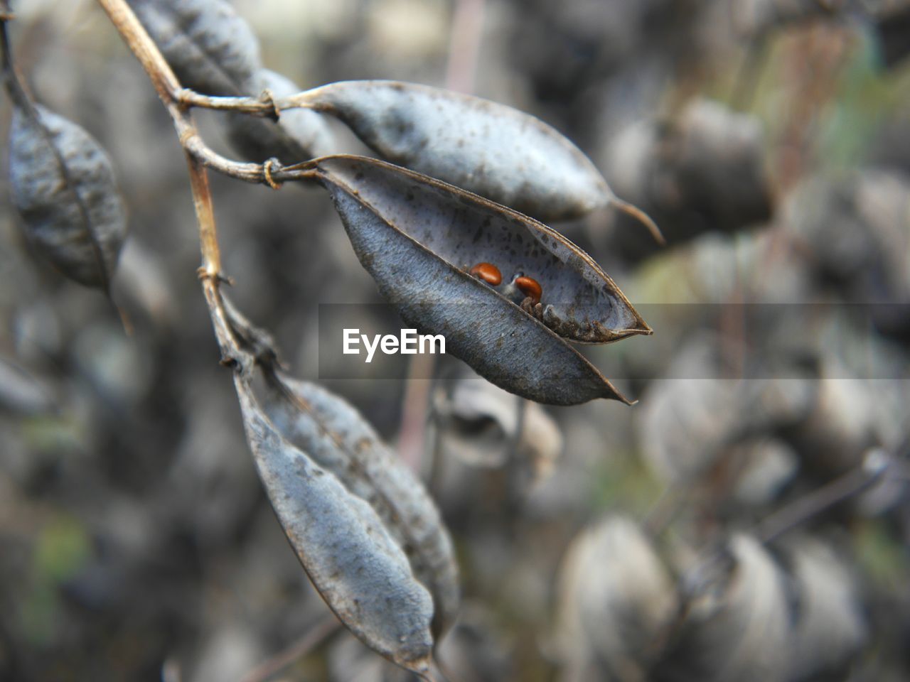 Close-up of plant