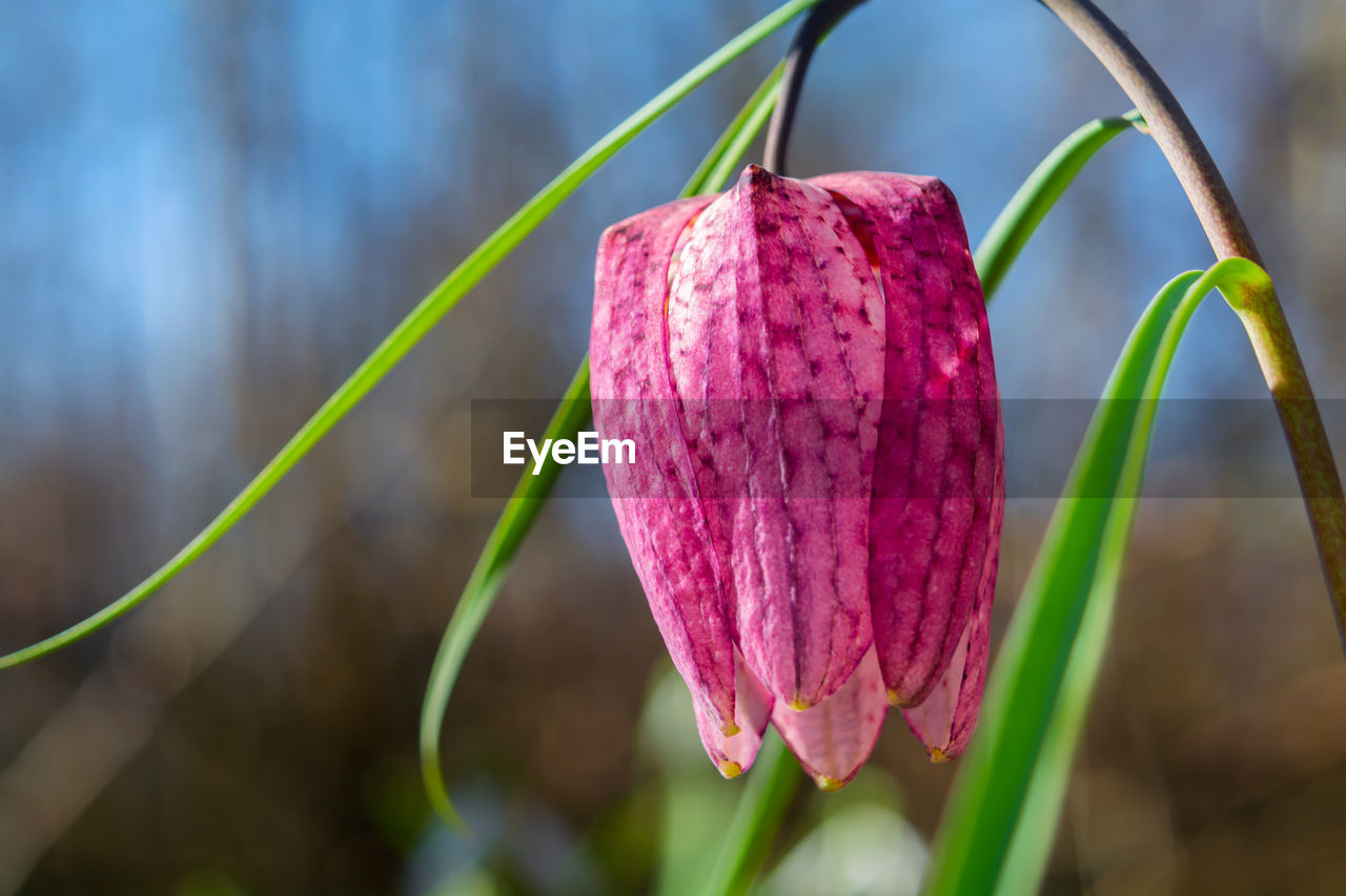 Close-up of pink flower bud