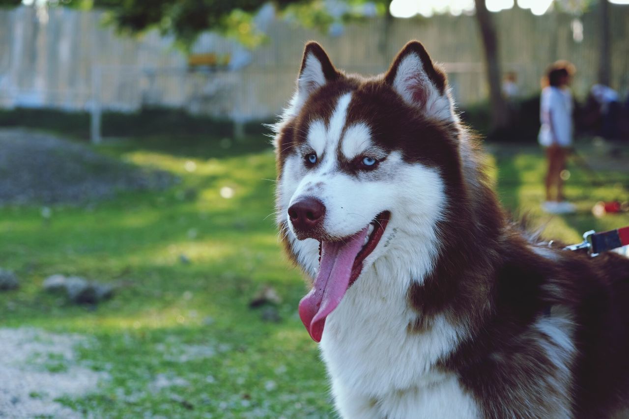 CLOSE-UP OF A DOG LOOKING AWAY OUTDOORS