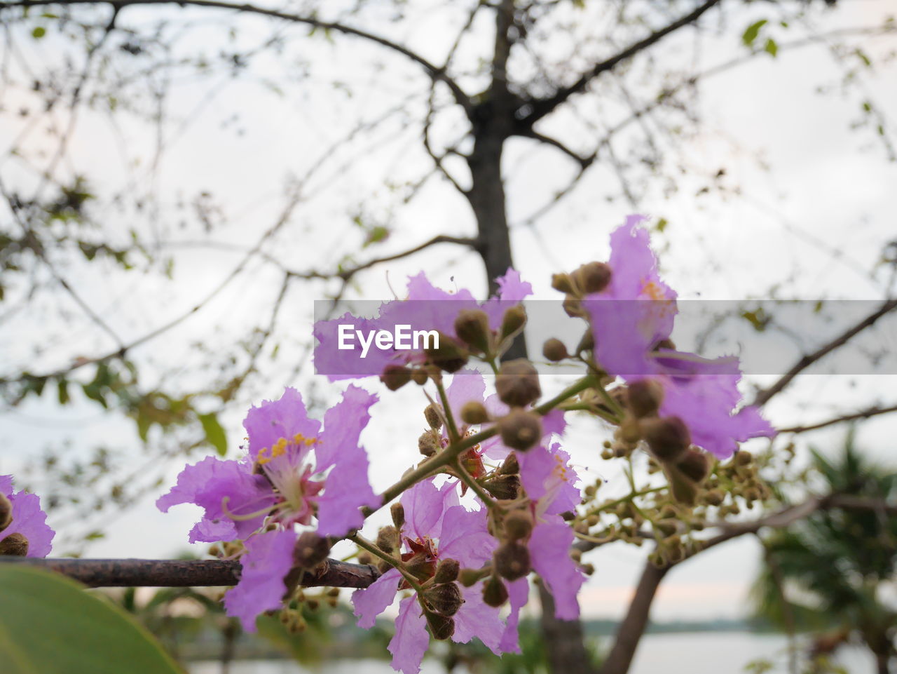 LOW ANGLE VIEW OF PINK FLOWERS BLOOMING OUTDOORS