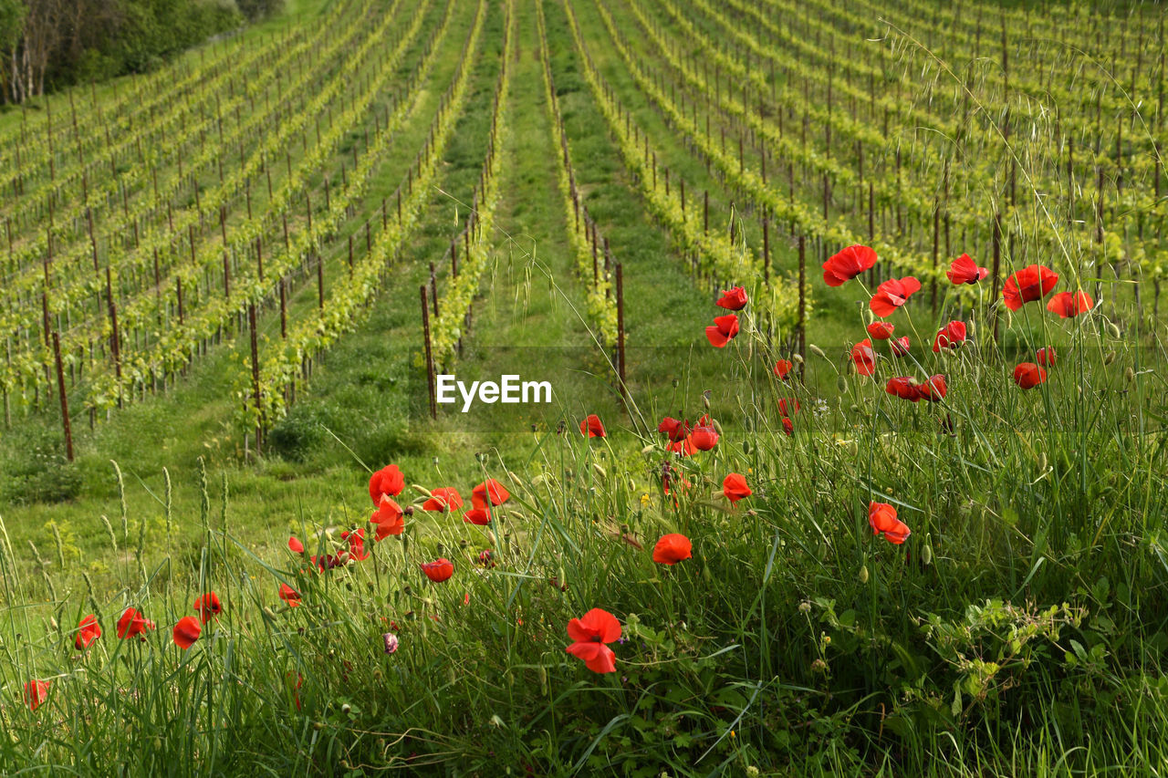SCENIC VIEW OF RED POPPY FLOWERS ON FIELD