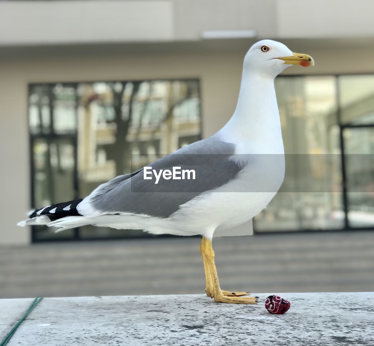 bird, animal themes, animal, gull, animal wildlife, wildlife, one animal, seabird, european herring gull, seagull, no people, focus on foreground, day, perching, beak, white, architecture, full length, nature, outdoors, close-up