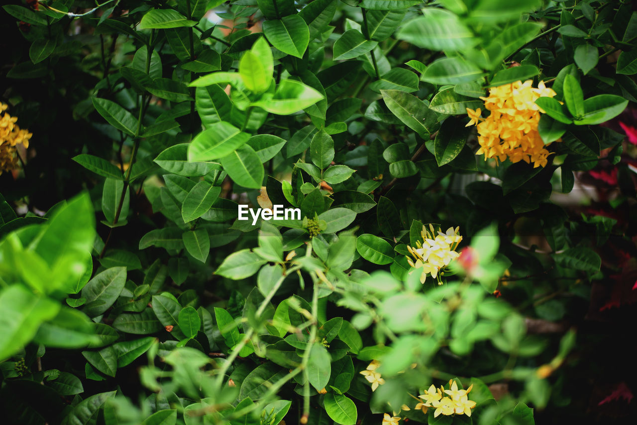 HIGH ANGLE VIEW OF FLOWERING PLANTS AND LAND