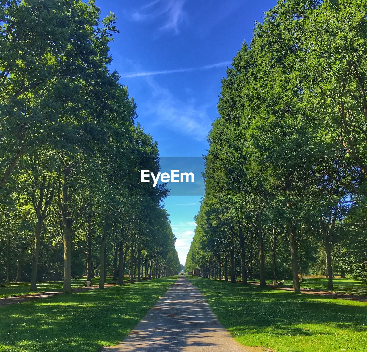 Walkway amidst trees against sky