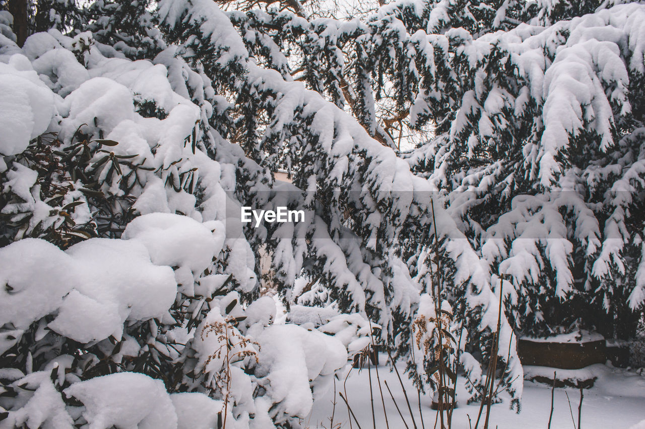 Snow covered conifer tree on a cold winter day. symbol for christmas and winter holidays