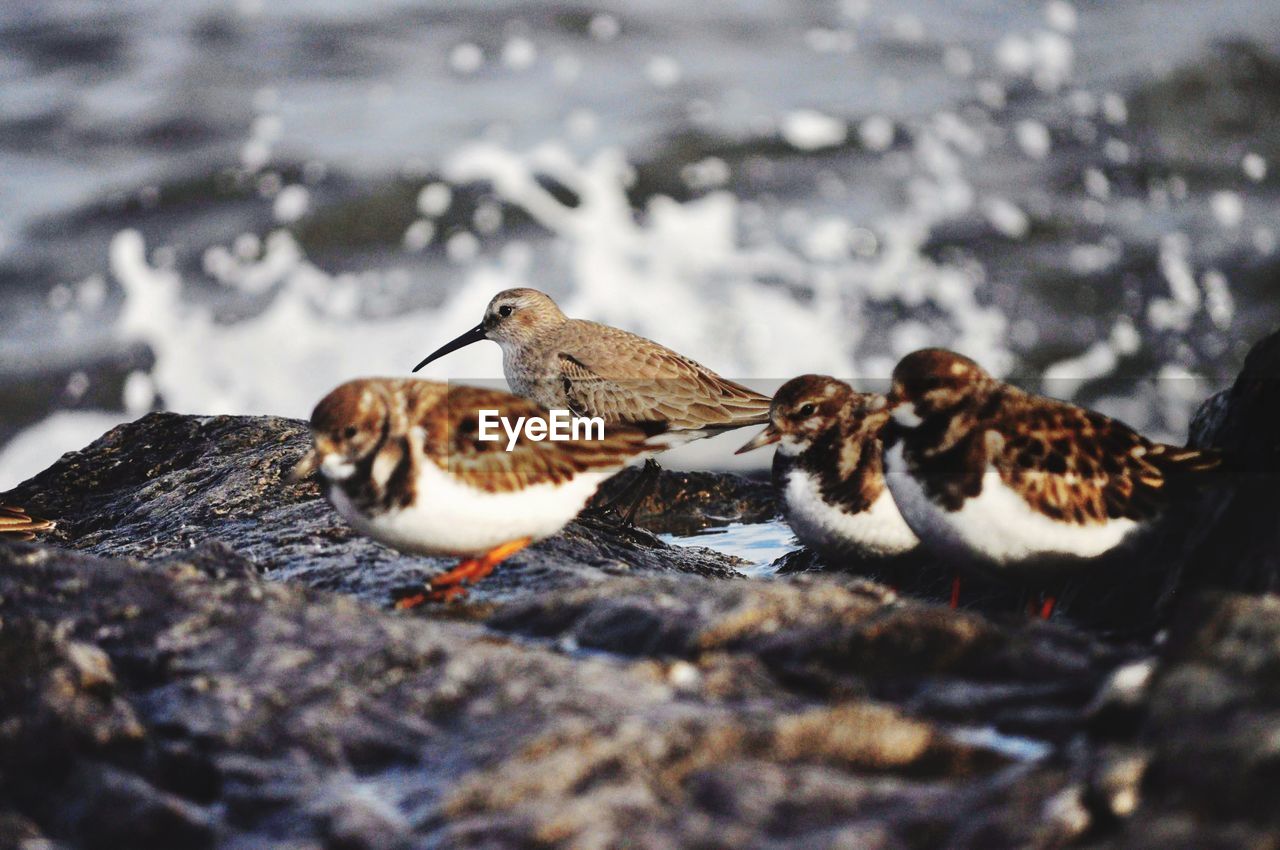 Close-up of birds eating in snow