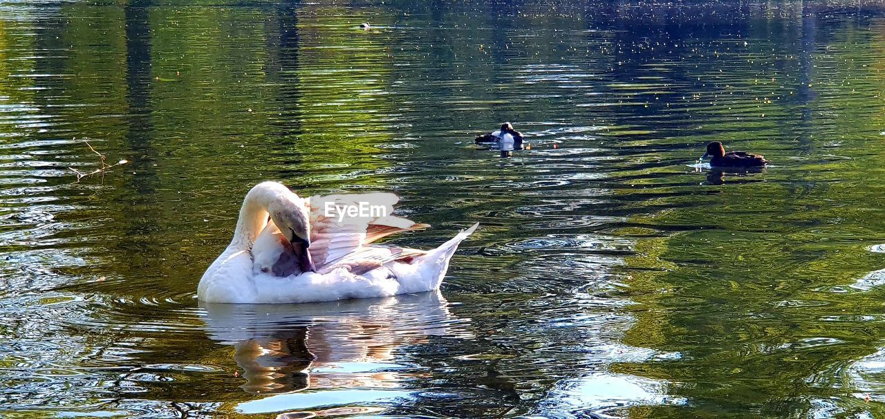 SWANS IN LAKE