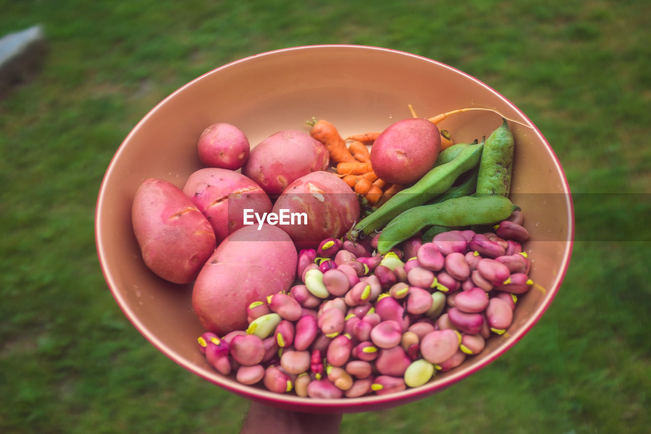 HIGH ANGLE VIEW OF FRUITS IN CONTAINER