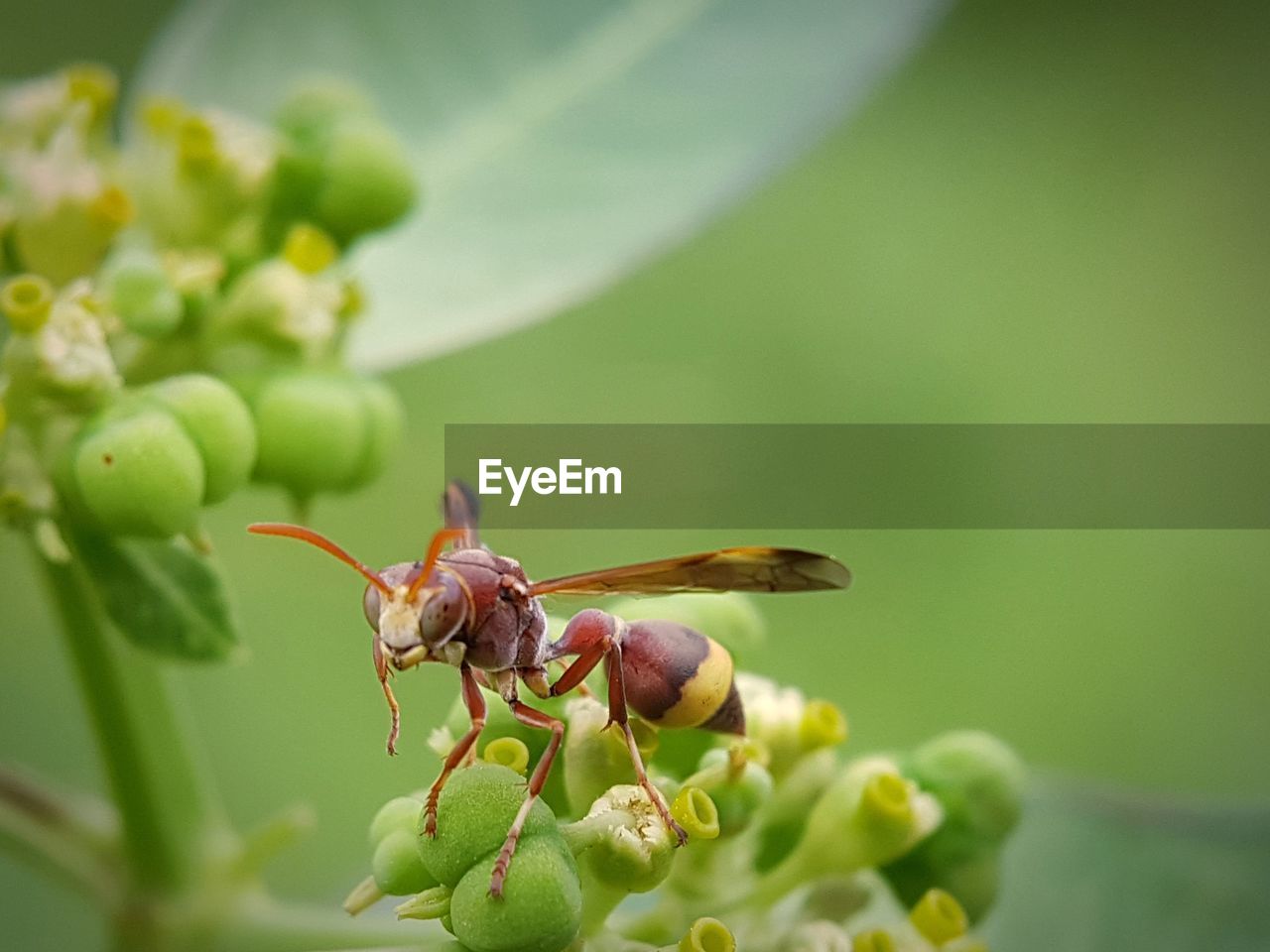 CLOSE-UP OF INSECTS ON PLANT