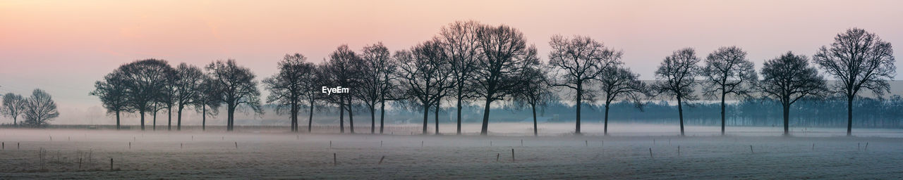 Trees on field against sky during sunset