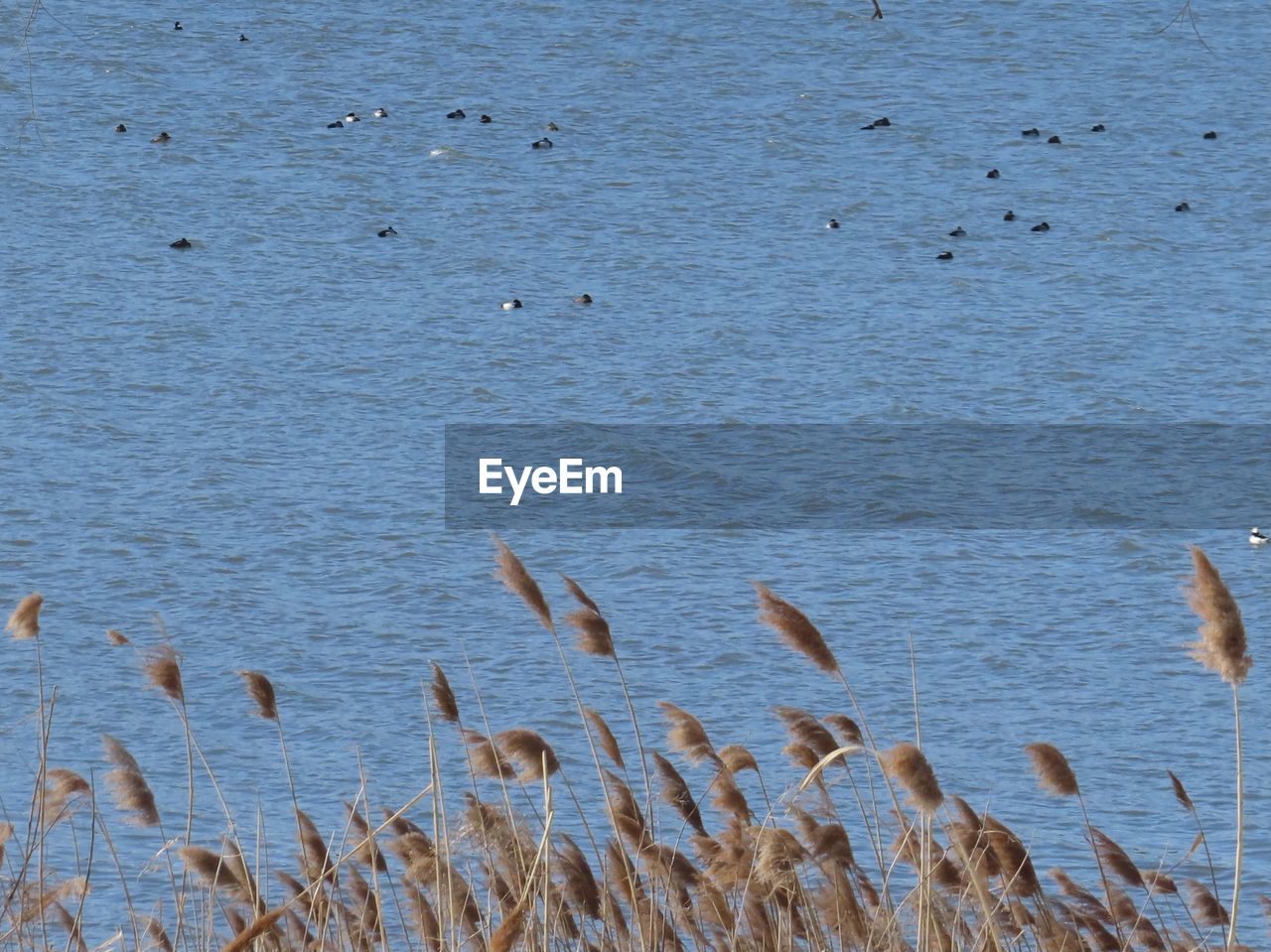 FLOCK OF BIRDS IN LAKE