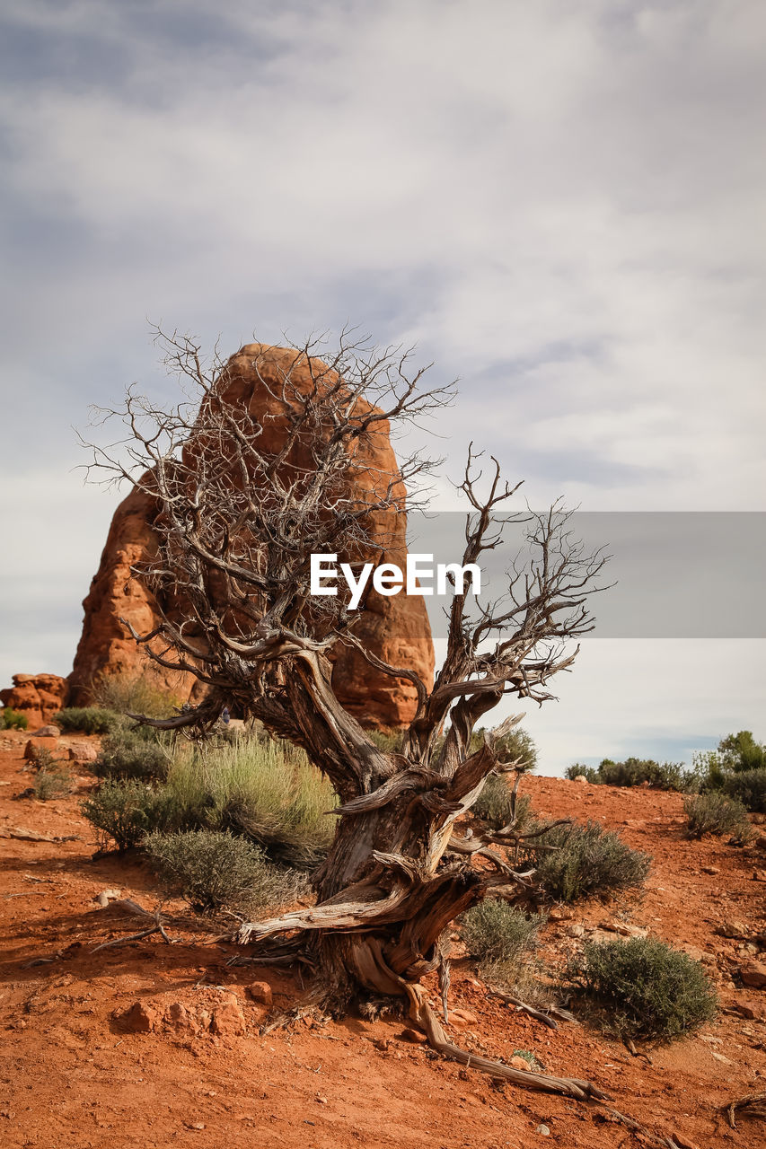 DEAD TREE ON ROCK