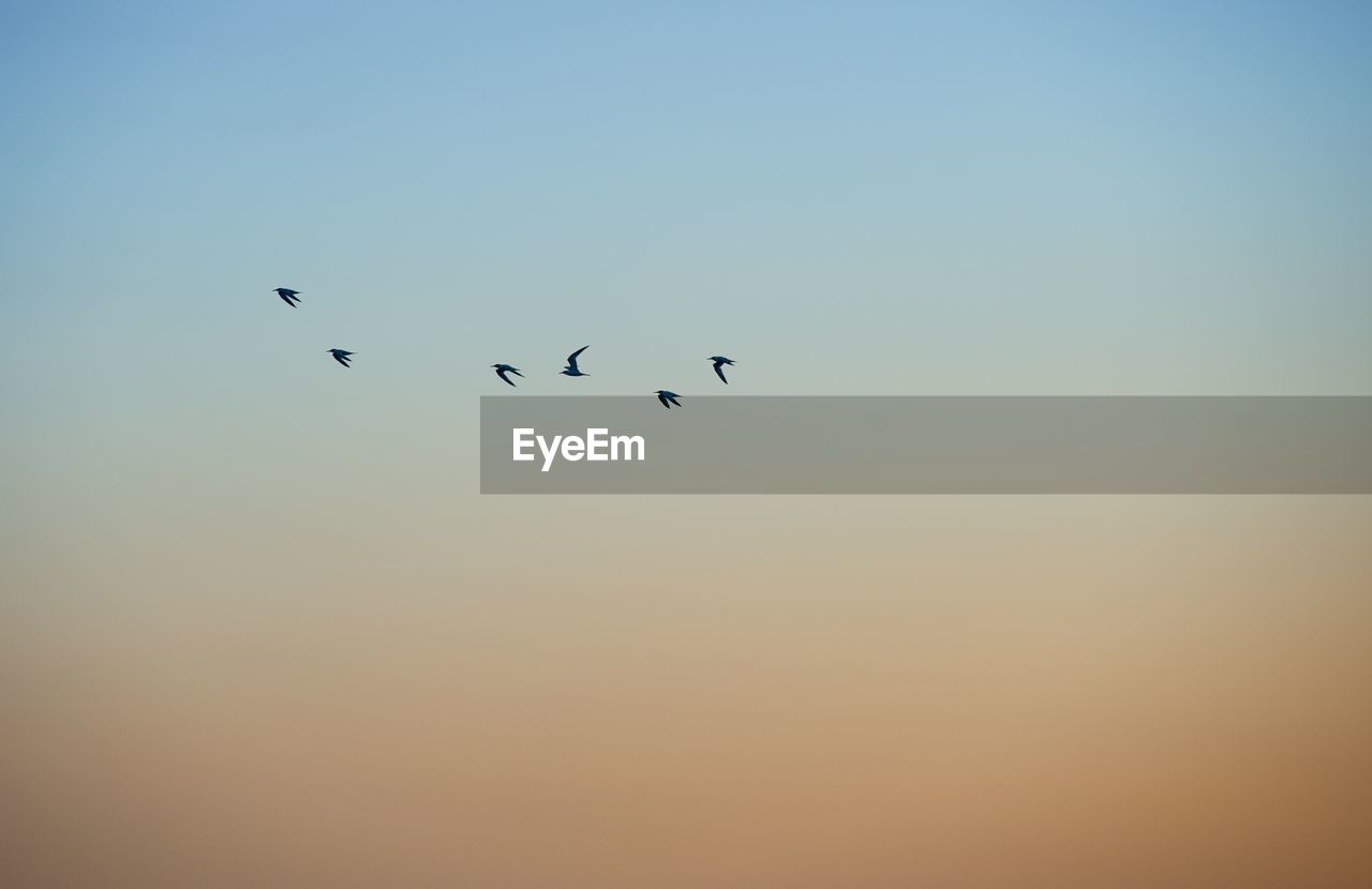 Low angle view of silhouette birds flying against clear orange sky