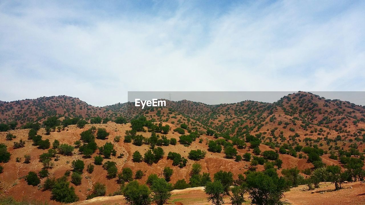 SCENIC VIEW OF TREES AGAINST SKY