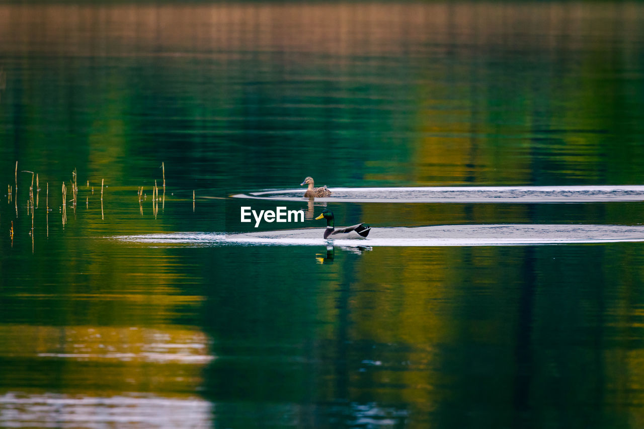 Ducks in a lake