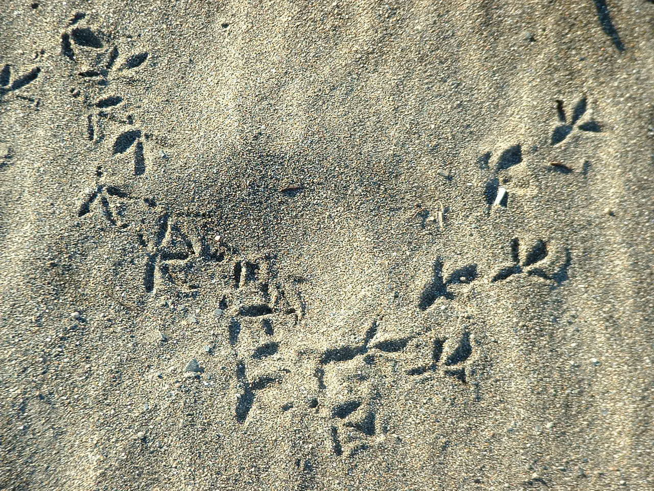 High angle view of animal tracks at sandy beach