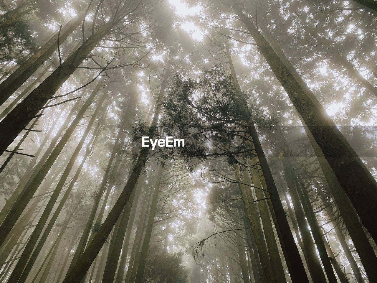 Low angle view of sunlight streaming through trees in forest