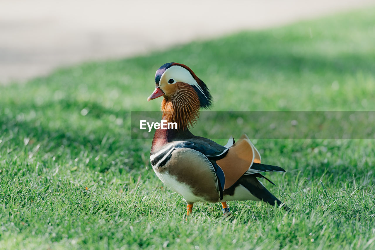 close-up of duck on grassy field