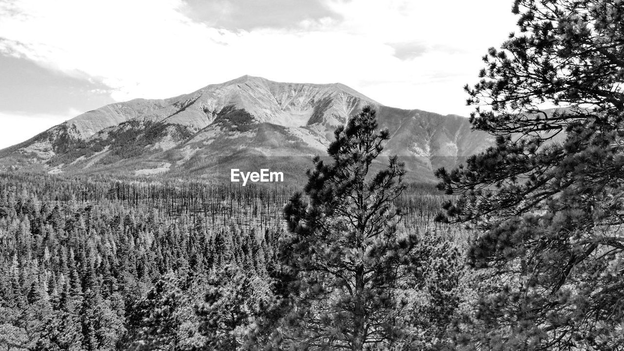 Trees growing on field by mountain against sky