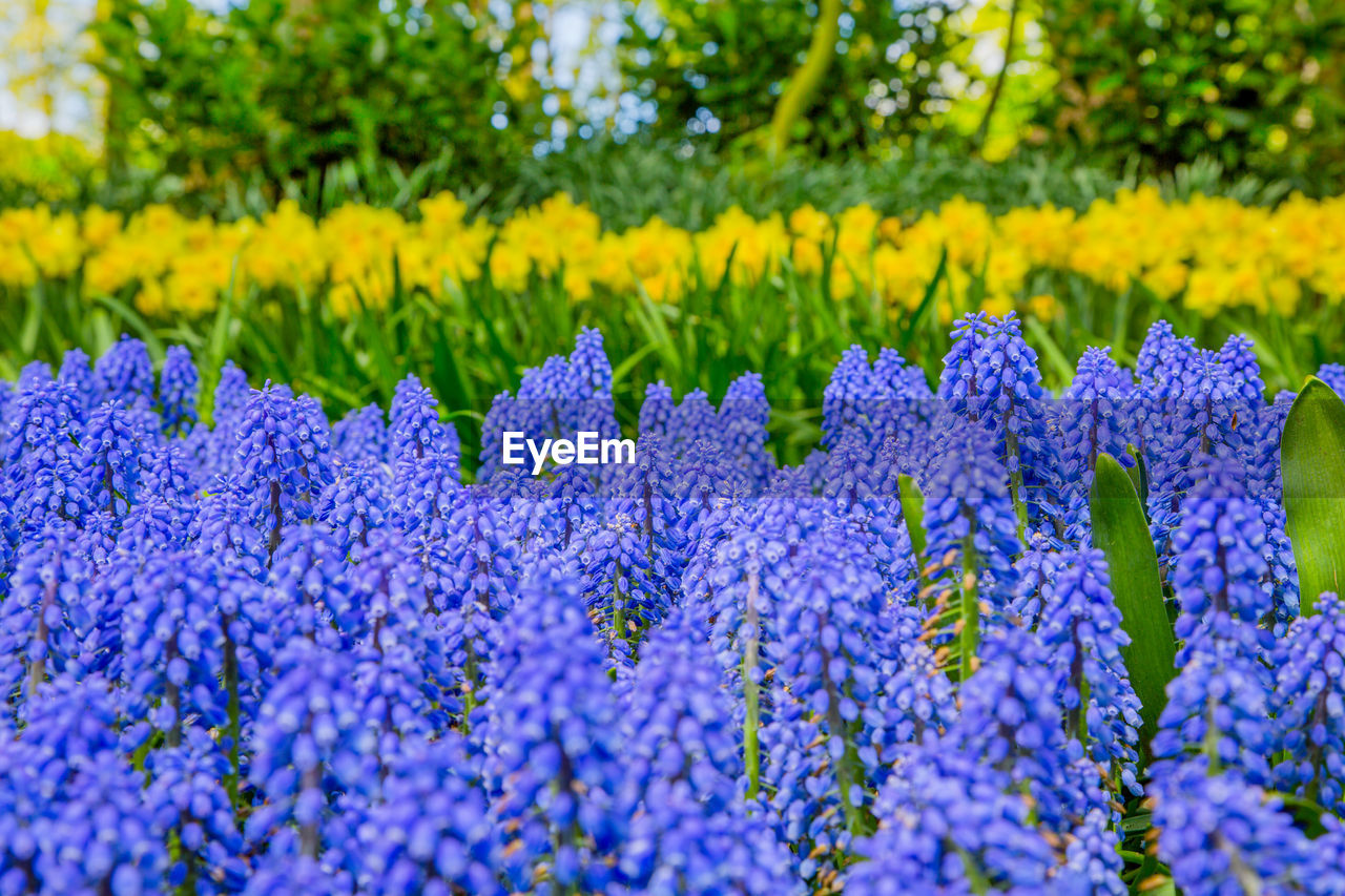 Muscari flowers in keukenhof. keukenhof park, netherlands. grape hyacinth or muscari river 