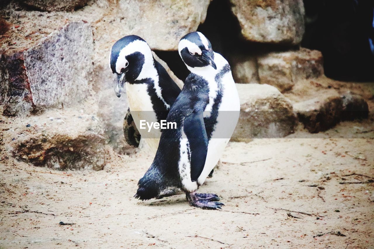 HIGH ANGLE VIEW OF TWO BIRDS IN ZOO